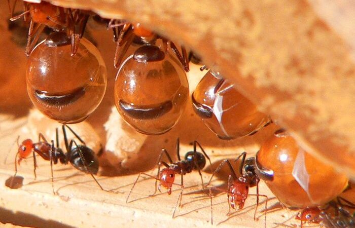 Fakta Mengejutkan Telur Semut Memiliki Manfaat Bagi Kesehatan