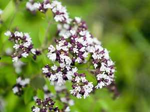 Тропические виды