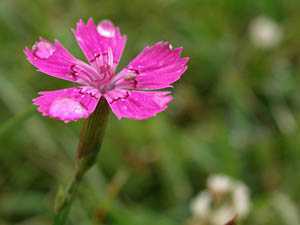 Тяга к солнцу