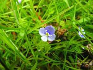 Область исследований в мире растений